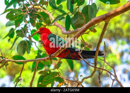 Seitenansicht des australischen King-Papagei, Alisterus scapularis, an einem Baumzweig in einer Wildnis, einem beliebten Touristenziel von Pebbly Beach in Stockfoto