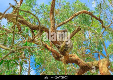 Koala-Bär, Phascolarctos cinereus-Art, liegt auf einem Eukalyptusbaum auf Phillip Island in Victoria, Australien. Der Koala Boardwalk bietet Koala Stockfoto