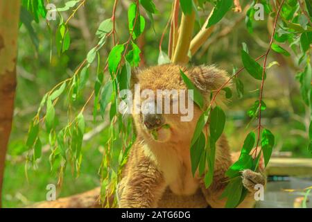 Nahaufnahme des männlichen Koalas, das Eukalyptusblätter auf Phillip Island in Victoria, Australien, isst. Viele Wälder werden durch Buschfeuer zerstört, Koalas sind es Stockfoto