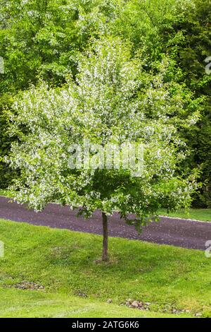 Malus domestica - Apfelbaum in Blüte neben schwarzem Asphaltweg im Garten im Garten im Frühling, Le Jardin de Francois Garten, Quebec, Kanada Stockfoto