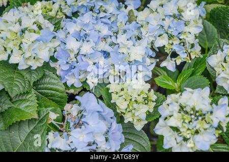 Draufsicht über blassblau blühende Hydrangea oder Hortensia Hintergrund. Stockfoto