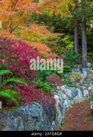 Japanischer Maple Garden, Acer Palmatum, Fern Canyon Garden, Mill Valley, Kalifornien Stockfoto