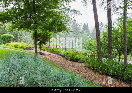 Helictotrichon sempervirens - Blaues Hafergras, tiefrot Paeonia lactiflora 'Karl Rosenfield' blüht im Frühsommer in Bordüren neben dem Mulchpfad Stockfoto