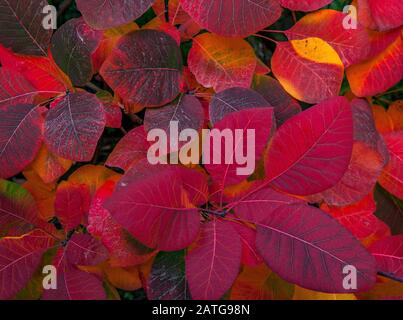 Leaf Detais, Cotinus coggygia, Fern Canyon Garden, Mill Valley, Kalifornien Stockfoto