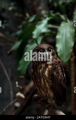 Eine braune Falkeneule (Ninox scutulata), auch bekannt als braunes Buschbuch im Ueno Zoo, Tokio, Japan. Stockfoto