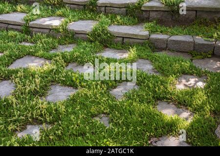 Graue Steinplatten Terrasse und Steinstufen mit Sedum rupestre 'Stein orpine' - Stonecrop in Wohn-Garten im Sommer Stockfoto