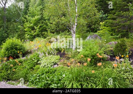 Orange Hemerocallis - Daylilie, weiß Leucanthemum × superbum - Shasta Daisy, Hosta - Steinmetzlilie Pflanzen, Betula - Birke Baum in geneigten Rand Stockfoto