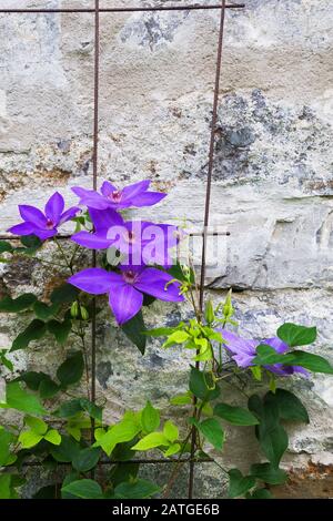 Lila Clematis Klettern auf Metall-Gitter vor alten Feldsteinmauer in Wohnhinterhof im Sommer Stockfoto