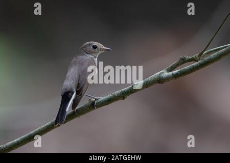 Die asiatische Braun schopftyrann (Muscicapa dauurica) ist ein Schmetterling (Tagfalter) aus der Familie der schopftyrann Muscicapidae. Stockfoto