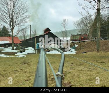 Wir feiern den Frühling in Vermont und die Green Mountains von VT. Ahorn-Sirup, Vögel, Bienen, Blumen, Bäume Stockfoto