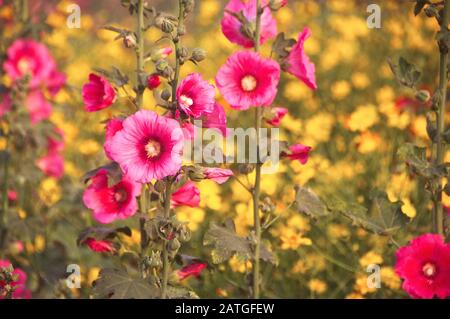 Im Garten blühende Hollyhockblüte (Althaea rosea oder Alcea rosea). Stockfoto