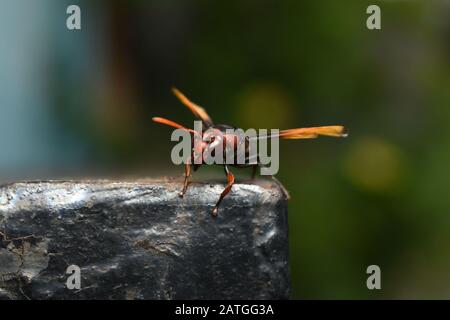 Nahaufnahme einer Papierwespe auf einem Eisenzaun. Surakarta, Indonesien. Stockfoto
