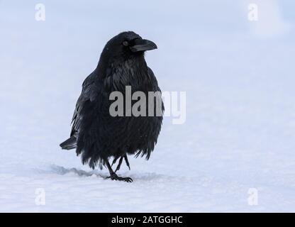 Ein häufiger Raven (Corvus corax) im Schnee. Yellowstone National Park, Wyoming, USA. Stockfoto