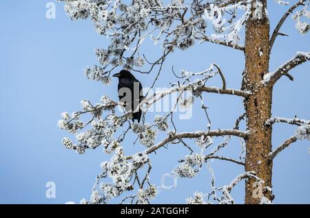 Ein häufiger Raven (Corvus corax) auf schneebedecktem Kiefernbaum. Yellowstone National Park, Wyoming, USA. Stockfoto