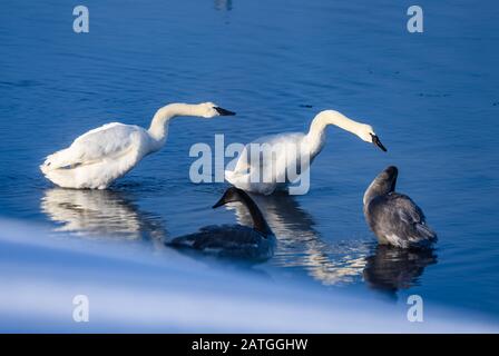 Eine Familie von Trompeterschwänen (Cygnus Buccinator), die im Fluss spielen. Yellowstone National Park, Wyoming, USA. Stockfoto