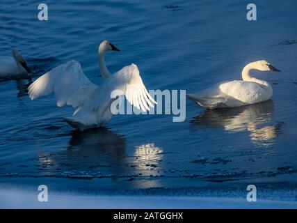 Eine Familie von Trompeterschwänen (Cygnus Buccinator), die im Fluss spielen. Yellowstone National Park, Wyoming, USA. Stockfoto