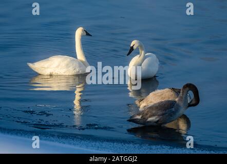 Eine Familie von Trompeterschwänen (Cygnus Buccinator), die im Fluss spielen. Yellowstone National Park, Wyoming, USA. Stockfoto