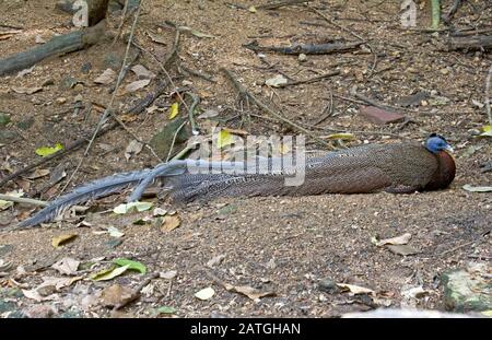 Ein männlicher Großer Argus (Argusianus argus) ruht auf dem Waldboden in Thailand Stockfoto