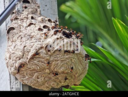 Ein kleineres Gebändertes Hornets-Nest (Vespa affinis) auf einem Betonpfosten in den Bangkoker Vorstädten in Thailand Stockfoto