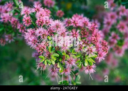 Nahaufnahme des blühenden Busches mit rosafarbenen Blumen. Januar in Kuba eingenommen. Stockfoto