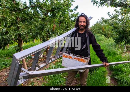 Junge Männer tragen eine Leiter für die Gartenarbeit aus Aluminium und gehen, um Kirschen zu pflücken. Saisonale Kirschpflücker beginnen seine Arbeit im industriellen Kirschgarten Stockfoto