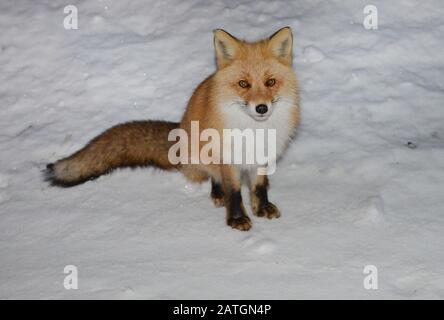 Ezo Rotfuchs im Schnee in Hokkaido, Japan. Stockfoto