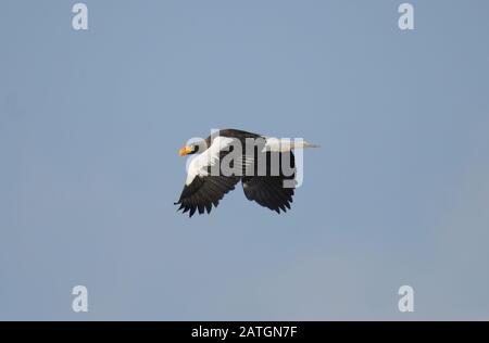 Ein Steller-Seeadler fliegt über die Hokkaido-Küste des Ochotsker Meeres. Stockfoto