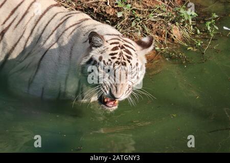 White Bengal Tiger brüllende Jangle Safari 2020, Tigersafari am sonntag, wütendes Tiger-Foto, trauriger Tiger Stockfoto