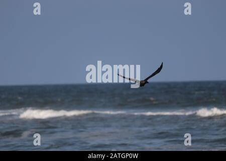 Eine Krähe fliegt in den Himmel mit verwackeltem Strand oder Meeresgrund Stockfoto
