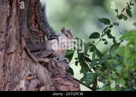 Ein Eichhörnchen, das Beere an totem Baum in der Natur, Säugetiere im Freien isst Stockfoto