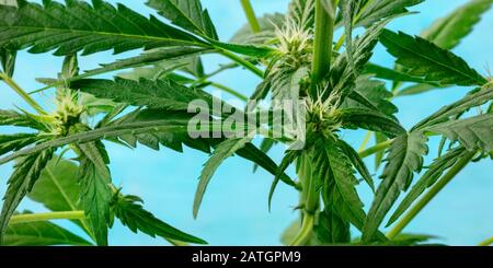 Cannabispflanzenpanorama. Marihuana ist fast bereit für die Ernte, wobei weiße Stigmen und Trichome auf einem leuchtend blauen Hintergrund erscheinen Stockfoto