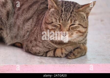 Entspannte Hauskatze zu Hause, im Freien Stockfoto