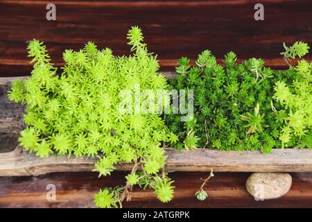 Saftig grün schleichender Sedum, der als Steinmetzrops als Mikrogrün im Haus für eine Dekoration mit Frühlingsthema bekannt ist Stockfoto