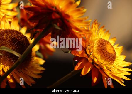 Blühende gelbe Chrysanthemen im Nachmittaglicht, ein Blumenbild für einen Hintergrund mit Frühlingsthemen Stockfoto