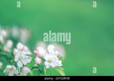 Äste mit weißen Blumen auf unscharfem grünen Hintergrund Stockfoto