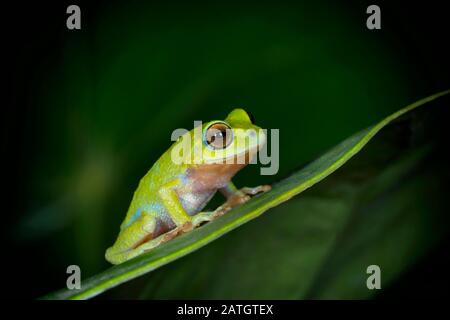 Kalakad-Segelfrosch oder Langbian-Fliegenfrosch, Rhacophorus calcadensis Ersatz für Rhacophorus Beddomi, Kerala, Indien Stockfoto