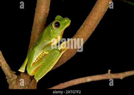 Rhakophorus pseudomalabaricus Typ des fliegenden Frosches, der auf den Anaimalai-Hügeln Tamil Nadu und Kerala-Staaten, Indien, endemisch ist. Stockfoto