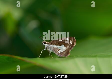 Grass Demon Butterfly, Udaspes folus, Amboli, Indien Stockfoto
