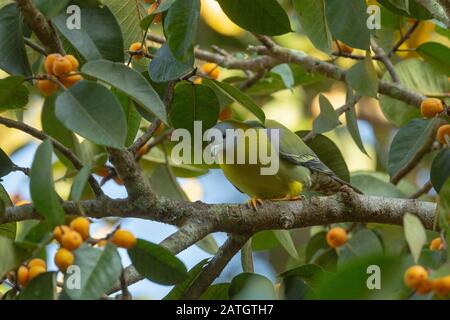 Gelbfüßige Grüntaube, Treron phoenicoptera, Dandelis, Indien Stockfoto