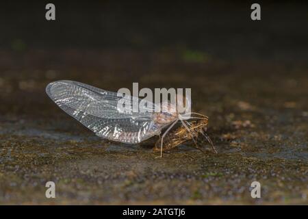 Dragonfly Emerging Out, Amboli, Indien Stockfoto