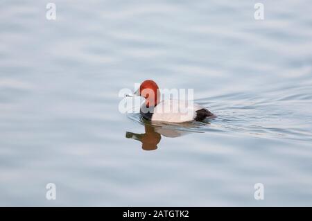 Gemeine Pochard, Männlich, Aythya ferina, Jamnagar, Indien Stockfoto