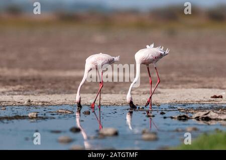 Greater Flamingoes, Phönicopterus roseus, Jamnagar, Indien Stockfoto