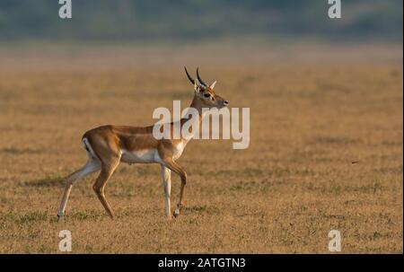 Junger Schwarzbuck, der als indische Antilope, Antilope Cervicapra, bekannt ist. Solapur, Indien Stockfoto