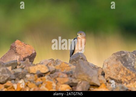 Shikra, Accipiter Badius, Solapur, Indien Stockfoto