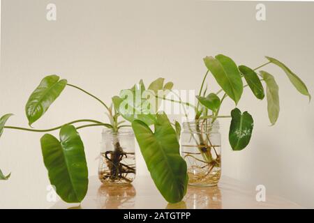 Philodendron domesticum oder spadelef philodendron in wiederverwendeten Glasgefäßen als einfache und nachhaltige Springtime inspirierte Heimdekoration Stockfoto