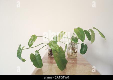 Philodendron domesticum oder spadelef philodendron in wiederverwendeten Glasgefäßen als einfache und nachhaltige Springtime inspirierte Heimdekoration Stockfoto