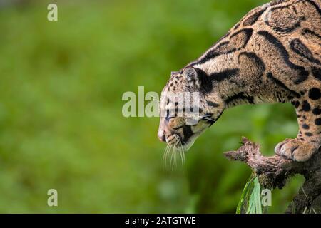 Getrübter Leopard, Neofelis nebulosa, Himalaya-Ausläufer, Indien. Auf der Roten Liste der Weltnaturschutzindien als Gefährdet gelistet. Stockfoto