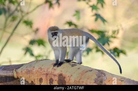 Vervet Monkey, Balck Face Monkey, Chlorocebus pygerythrus, Afrika Stockfoto