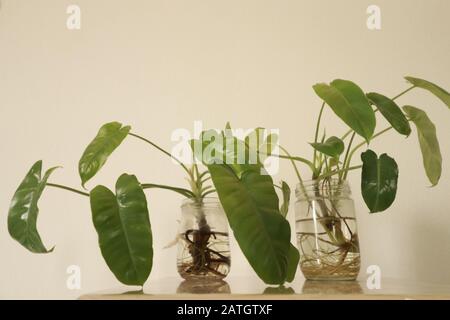 Philodendron domesticum oder spadelef philodendron in wiederverwendeten Glasgefäßen als einfache und nachhaltige Springtime inspirierte Heimdekoration Stockfoto