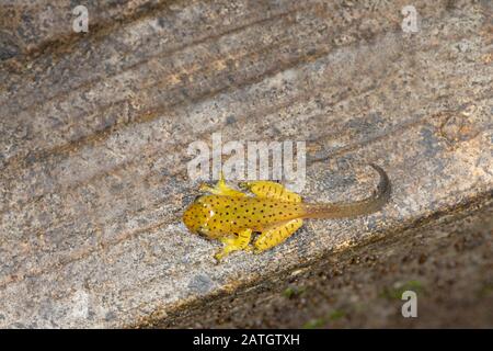 Tadpole von Malabar Gliding Frog, Rhacophorus malabaricus, Amboli, Maharashtra, Indien Stockfoto